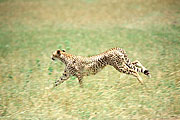 Picture 'KT1_03_11 Cheetah, Kenya, Masai Mara'